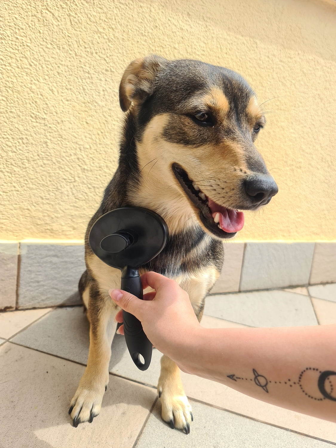 son los hornos autolimpiantes seguros para perros