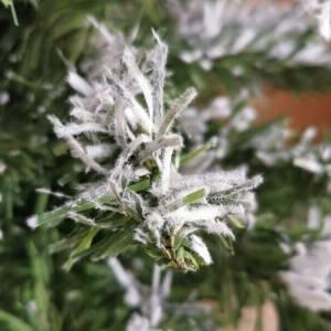 Božično drevo jelka s snegom 50cm